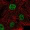 Nei Like DNA Glycosylase 2 antibody, NBP2-68948, Novus Biologicals, Immunocytochemistry image 