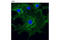 Beta-Actin antibody, 4970L, Cell Signaling Technology, Immunofluorescence image 