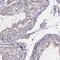 SPOC Domain Containing 1 antibody, NBP2-48617, Novus Biologicals, Immunohistochemistry frozen image 