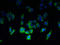 Tetraspanin 6 antibody, A61570-100, Epigentek, Immunofluorescence image 