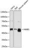 Hydroxymethylbilane Synthase antibody, GTX54089, GeneTex, Western Blot image 