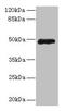 Zinc Finger Protein 562 antibody, LS-C394953, Lifespan Biosciences, Western Blot image 