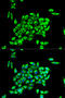 TNF Receptor Associated Protein 1 antibody, A02426, Boster Biological Technology, Western Blot image 