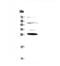 Complement Factor D antibody, PA5-79034, Invitrogen Antibodies, Western Blot image 