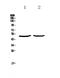 PLAU antibody, A04352-1, Boster Biological Technology, Western Blot image 