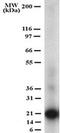 TNF Superfamily Member 11 antibody, TA336475, Origene, Western Blot image 
