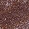 Aladin WD Repeat Nucleoporin antibody, PA5-59060, Invitrogen Antibodies, Immunohistochemistry frozen image 