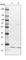 NADH:Ubiquinone Oxidoreductase Subunit A5 antibody, HPA043175, Atlas Antibodies, Western Blot image 