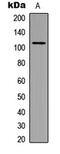 Gamma-Aminobutyric Acid Type B Receptor Subunit 1 antibody, abx121398, Abbexa, Western Blot image 