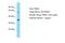 Golgin A6 Family Like 4 antibody, A19284, Boster Biological Technology, Western Blot image 