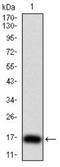 Thyroid Stimulating Hormone antibody, NBP2-52574, Novus Biologicals, Western Blot image 