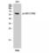 STK11 antibody, LS-C380930, Lifespan Biosciences, Western Blot image 