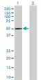 Pleckstrin Homology Domain Containing A1 antibody, H00059338-D01P, Novus Biologicals, Western Blot image 