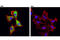 Aldehyde Dehydrogenase 1 Family Member A1 antibody, 36671T, Cell Signaling Technology, Immunocytochemistry image 