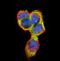 Janus Kinase 2 antibody, orb14867, Biorbyt, Immunofluorescence image 