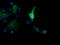 Mitogen-Activated Protein Kinase Kinase 1 antibody, LS-C337959, Lifespan Biosciences, Immunofluorescence image 