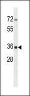 Calcineurin-like phosphoesterase domain-containing protein 1 antibody, LS-C159401, Lifespan Biosciences, Western Blot image 