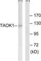 TAO Kinase 1 antibody, TA315671, Origene, Western Blot image 