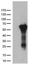 Arylsulfatase G antibody, LS-C793108, Lifespan Biosciences, Western Blot image 