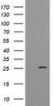 UMP-CMP kinase antibody, CF505390, Origene, Western Blot image 