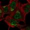 TBC1 Domain Family Member 14 antibody, HPA067398, Atlas Antibodies, Immunofluorescence image 