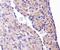 Heat Shock Protein Family B (Small) Member 1 antibody, NBP1-75477, Novus Biologicals, Immunohistochemistry paraffin image 