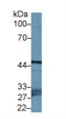 F-Box And Leucine Rich Repeat Protein 3 antibody, LS-C373640, Lifespan Biosciences, Western Blot image 