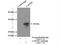 Calpain Small Subunit 2 antibody, 15803-1-AP, Proteintech Group, Immunoprecipitation image 