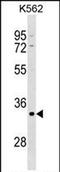 POU Domain Class 5, Transcription Factor 2 antibody, PA5-71972, Invitrogen Antibodies, Western Blot image 