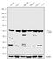 Solute Carrier Family 2 Member 2 antibody, 720238, Invitrogen Antibodies, Western Blot image 