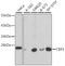 Chromobox 5 antibody, 13-877, ProSci, Western Blot image 