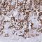 Aquaporin 4 antibody, NBP1-87679, Novus Biologicals, Immunohistochemistry paraffin image 