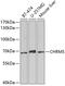 Cholinergic Receptor Muscarinic 5 antibody, GTX53955, GeneTex, Western Blot image 