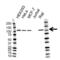 hMSH2 antibody, VMA00286, Bio-Rad (formerly AbD Serotec) , Western Blot image 