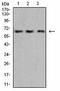 RNA Binding Motif Protein X-Linked antibody, orb304545, Biorbyt, Western Blot image 