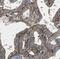 G Protein Subunit Beta 5 antibody, FNab03543, FineTest, Immunohistochemistry paraffin image 