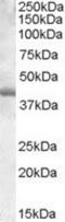 Spi-1 Proto-Oncogene antibody, NBP1-00135, Novus Biologicals, Western Blot image 