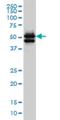 GATA Binding Protein 2 antibody, H00002624-M03, Novus Biologicals, Western Blot image 