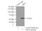 Sphingosine-1-Phosphate Receptor 5 antibody, 10527-1-AP, Proteintech Group, Immunoprecipitation image 