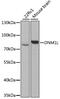 Dynamin 1 Like antibody, MBS127312, MyBioSource, Western Blot image 