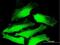 DnaJ Heat Shock Protein Family (Hsp40) Member C5 antibody, H00080331-B01P, Novus Biologicals, Immunocytochemistry image 