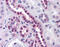 Serine/Threonine Kinase 33 antibody, 51-591, ProSci, Immunohistochemistry frozen image 