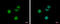 RAR-gamma antibody, TA308949, Origene, Immunofluorescence image 