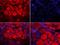 High Density Lipoprotein Binding Protein antibody, orb101741, Biorbyt, Immunohistochemistry paraffin image 