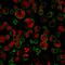 Sialophorin antibody, GTX34509, GeneTex, Immunofluorescence image 