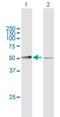 Mannan Binding Lectin Serine Peptidase 1 antibody, H00005648-B01P, Novus Biologicals, Western Blot image 
