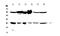 Glutathione S-Transferase Mu 3 antibody, A03298-1, Boster Biological Technology, Western Blot image 