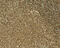 hJ1 antibody, 8059, ProSci Inc, Immunohistochemistry paraffin image 