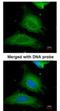 UDP-Glucose Pyrophosphorylase 2 antibody, NBP1-32676, Novus Biologicals, Immunocytochemistry image 