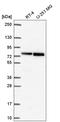 RecQ Like Helicase antibody, HPA064259, Atlas Antibodies, Western Blot image 